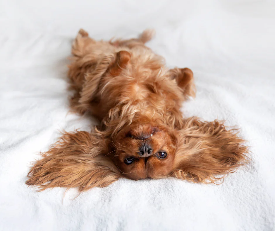 Fluffy dog lying on its back on the bed